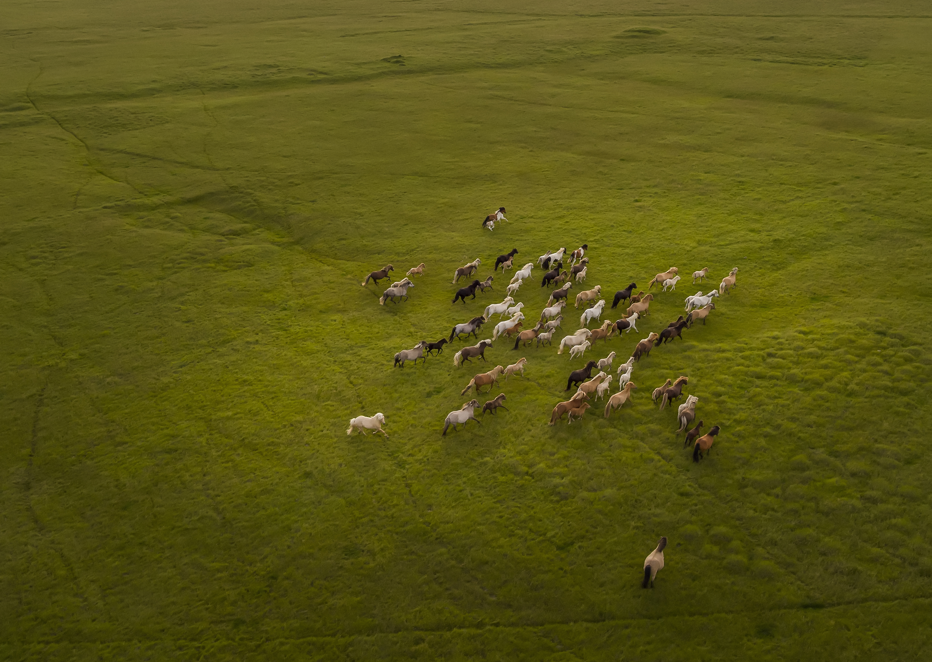 Top view of Horses Running
