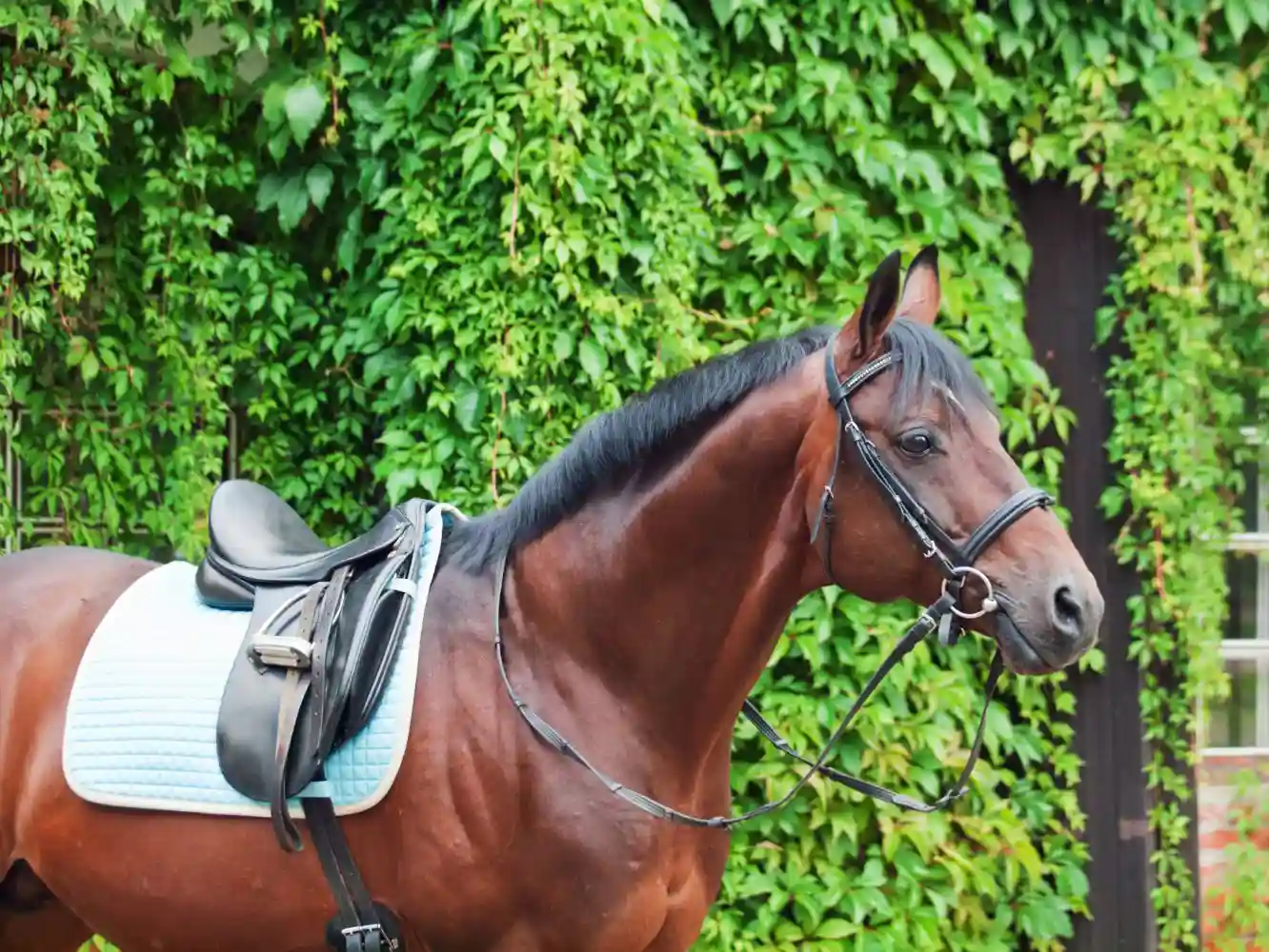 Coverage for Stallion Infertility