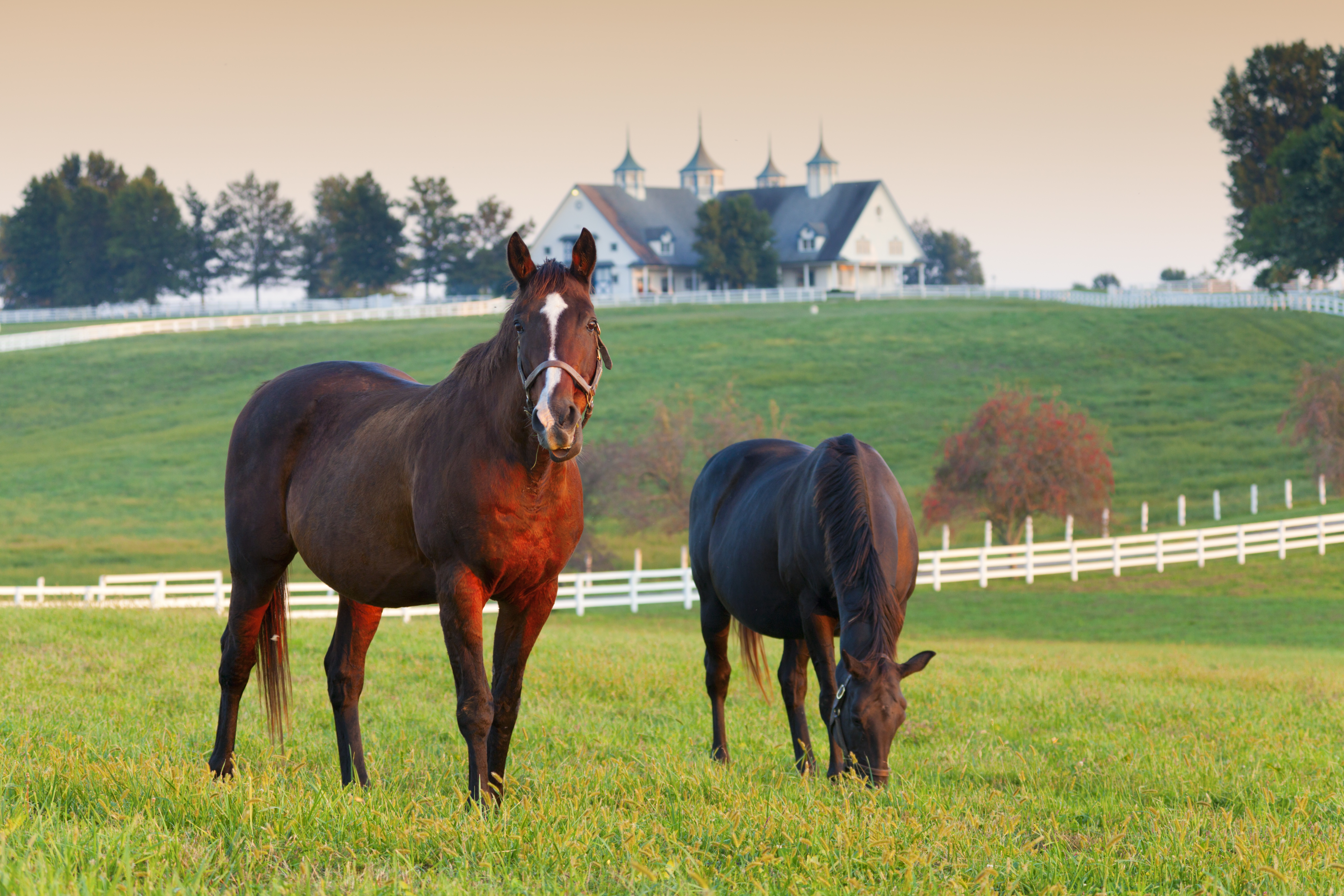 horses in an open field with a luxury farm house in the background
