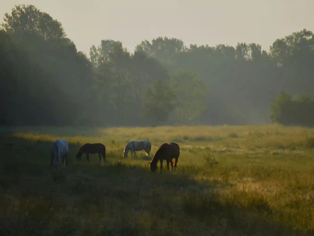 Guest and Dude Ranch Insurance
