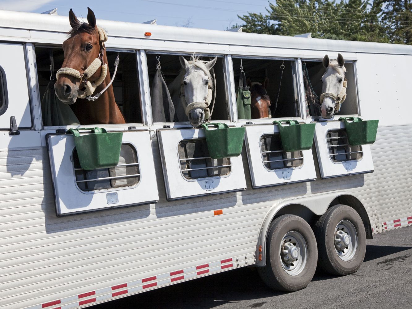 Four horses in a white trailer, with the windows open.