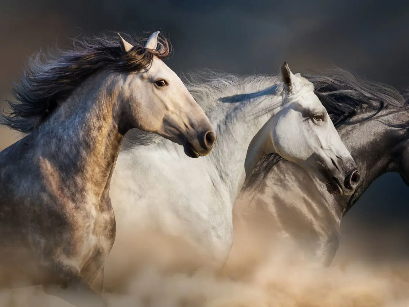 Horses