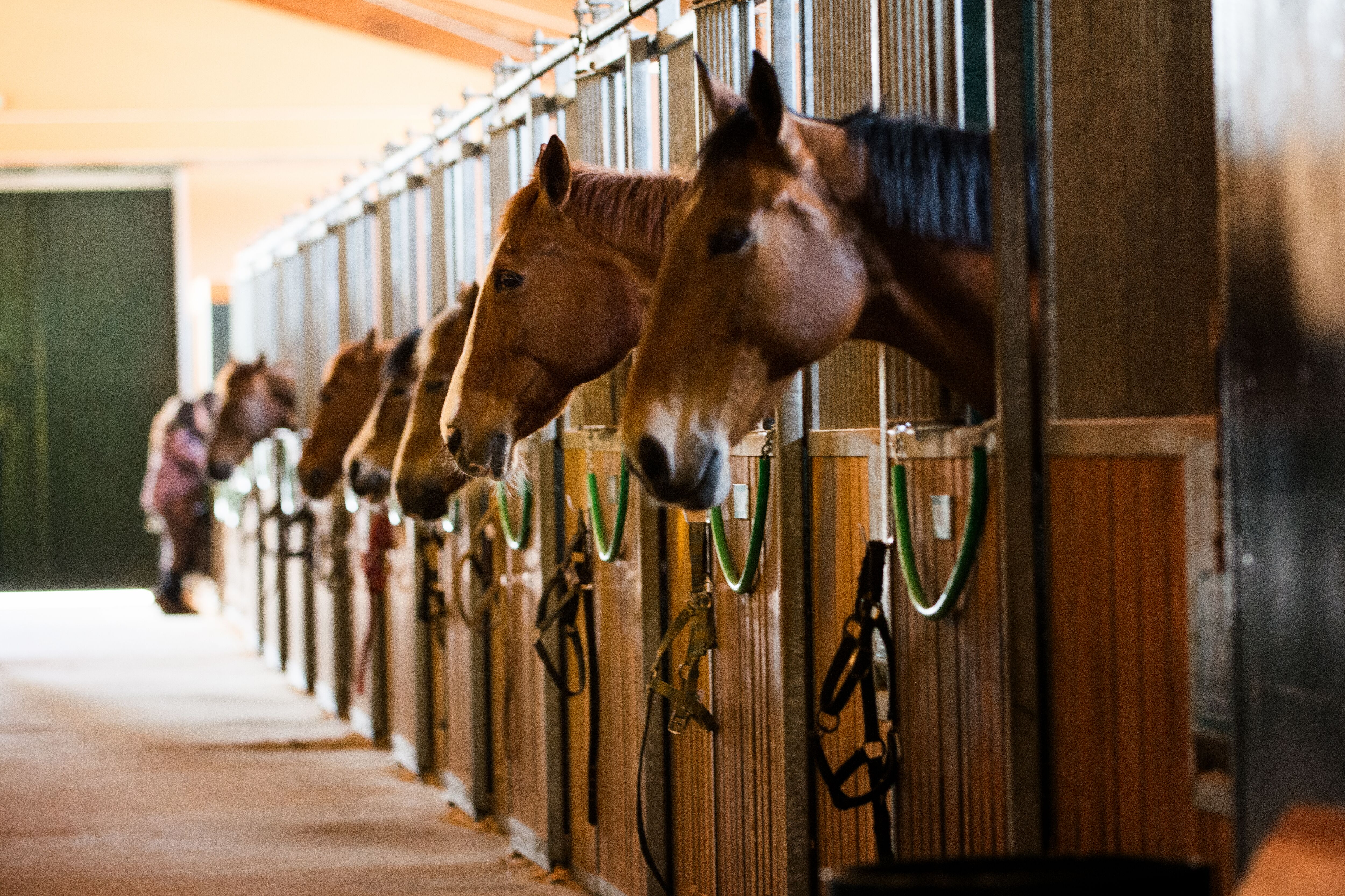 Six horses in a stable.