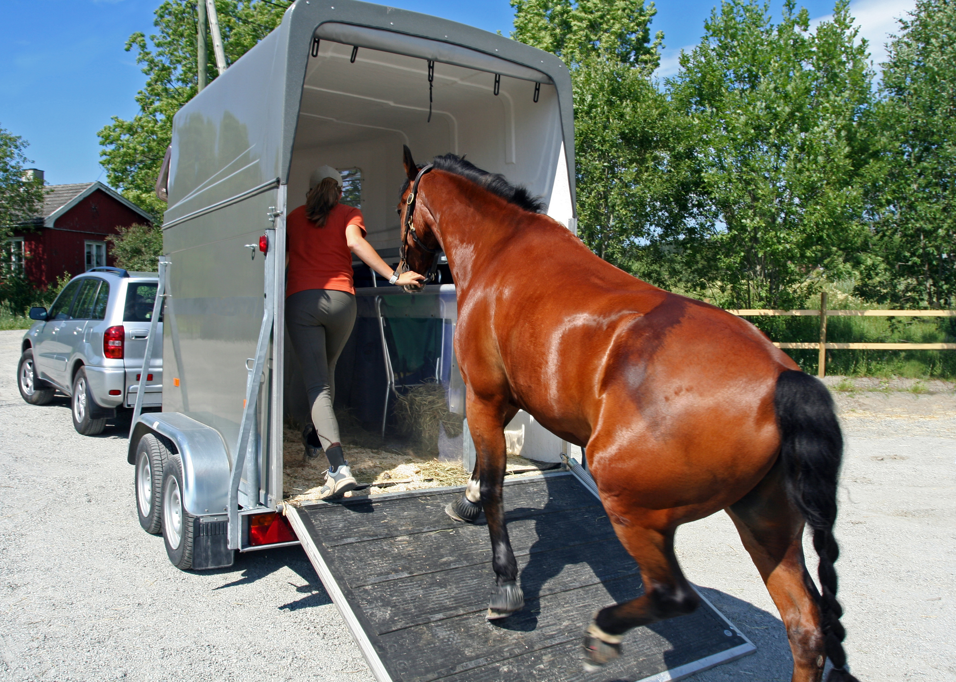 Woman leading a horse into a trailer.