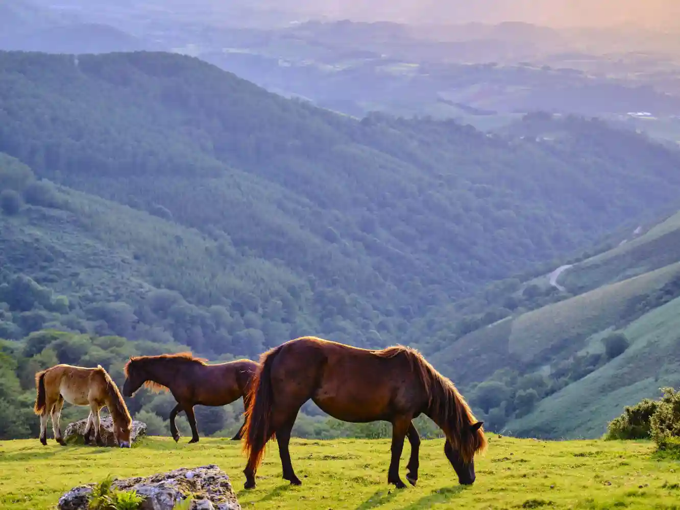 Horse Breeding Insurance