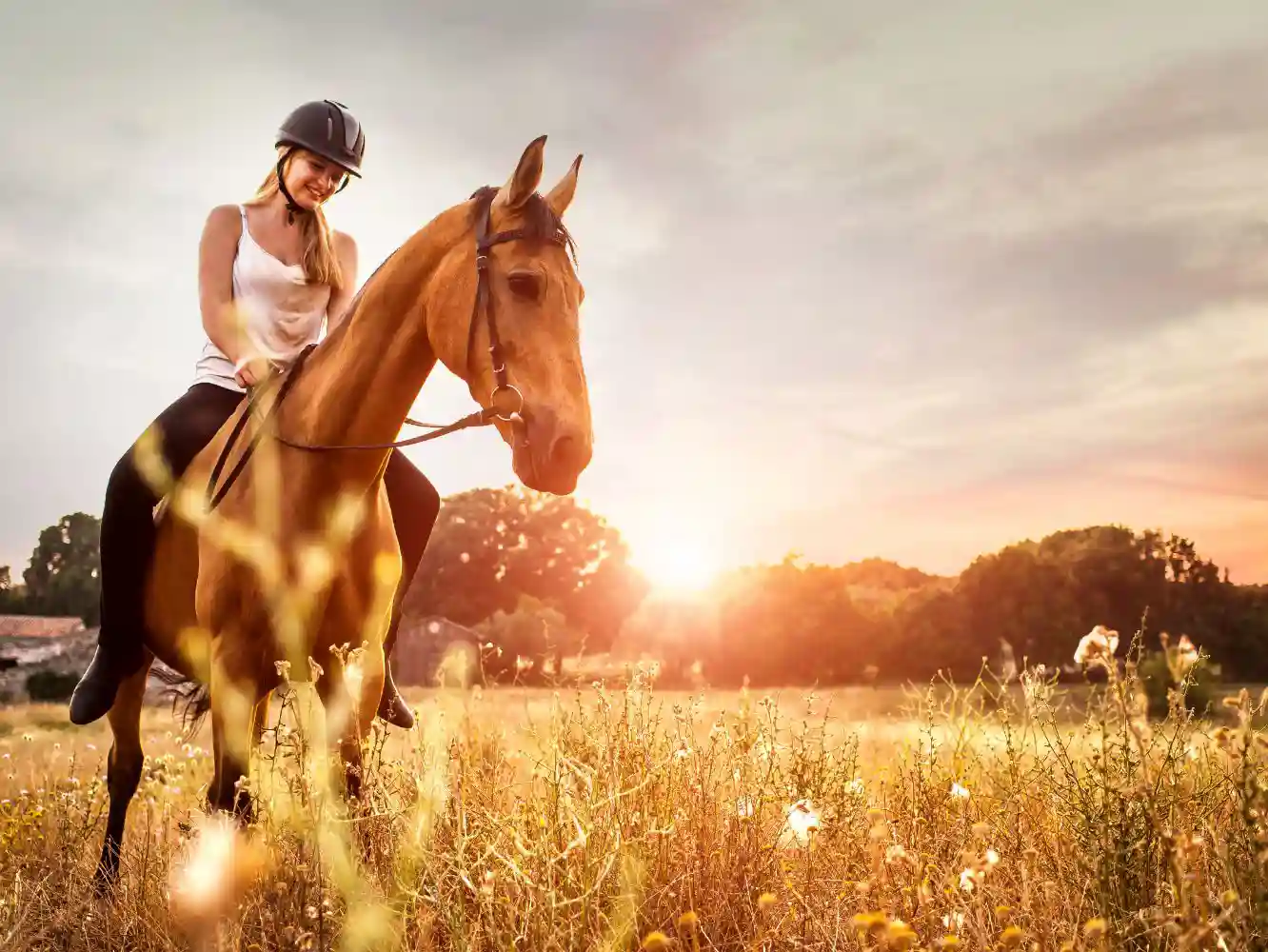 Horse Owner Insurance