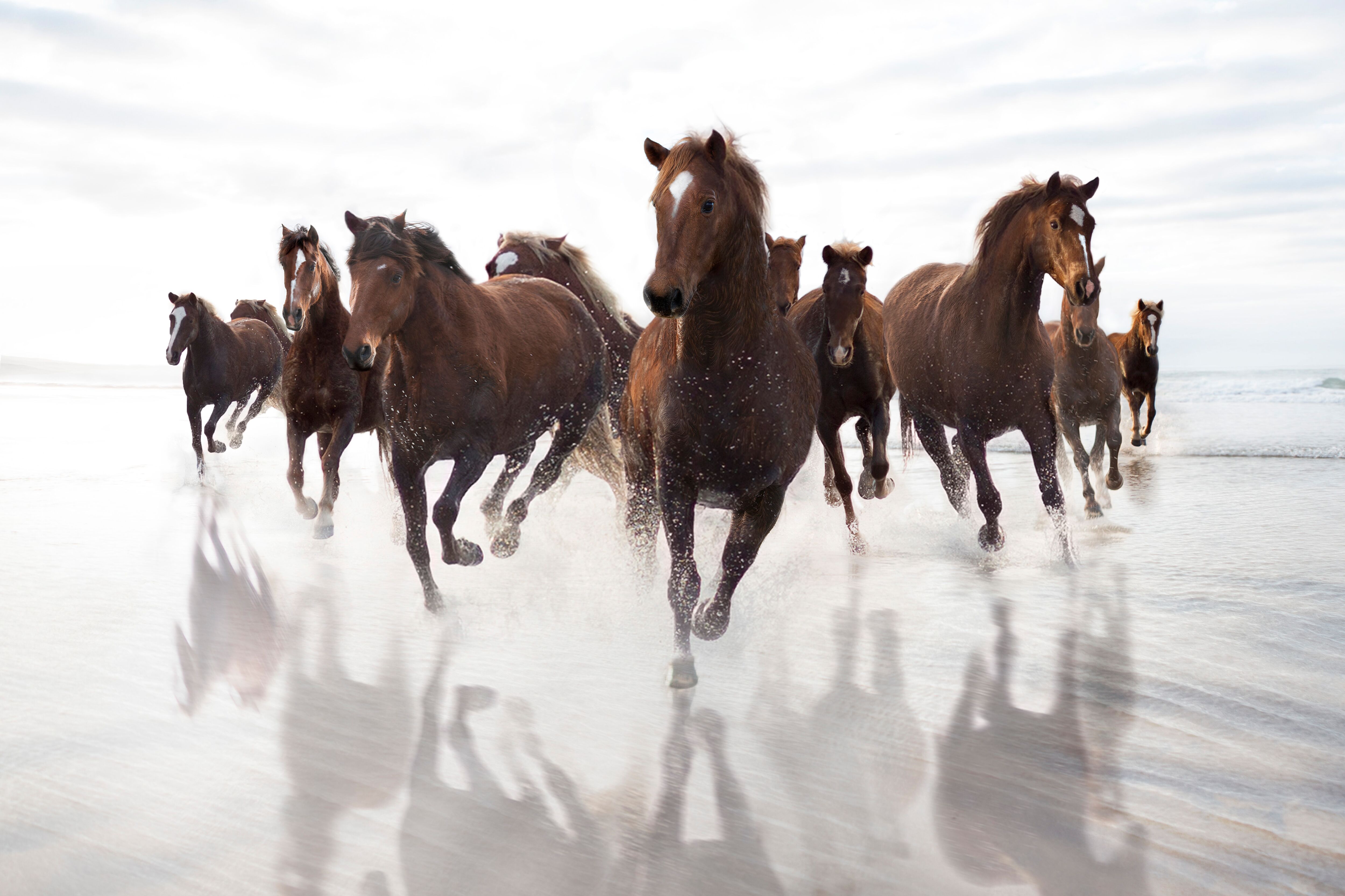Brown horses running on a beach