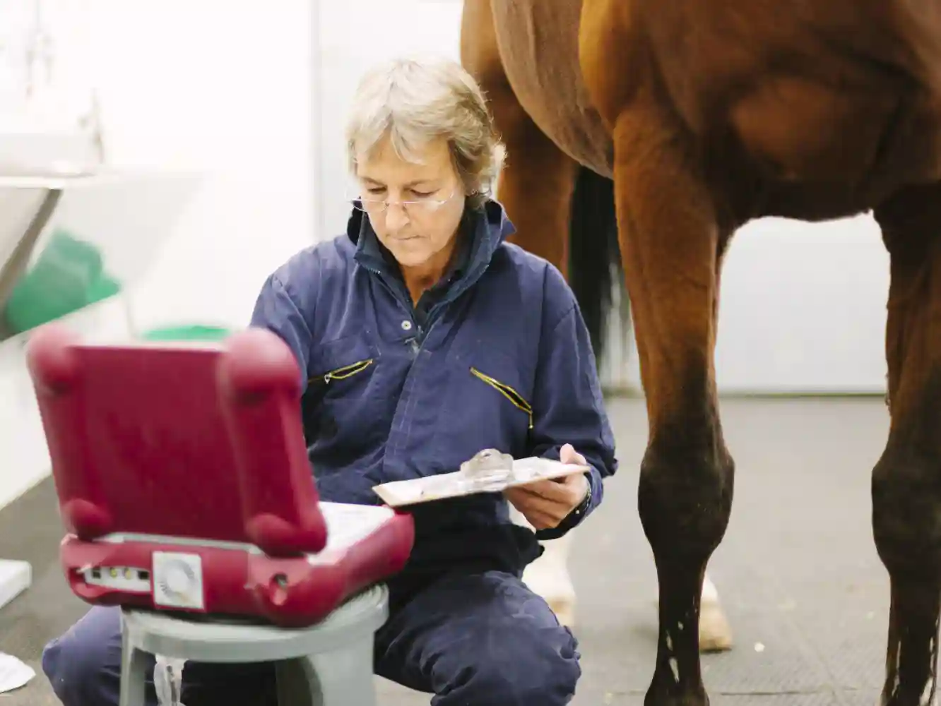 Horse Mortality Insurance