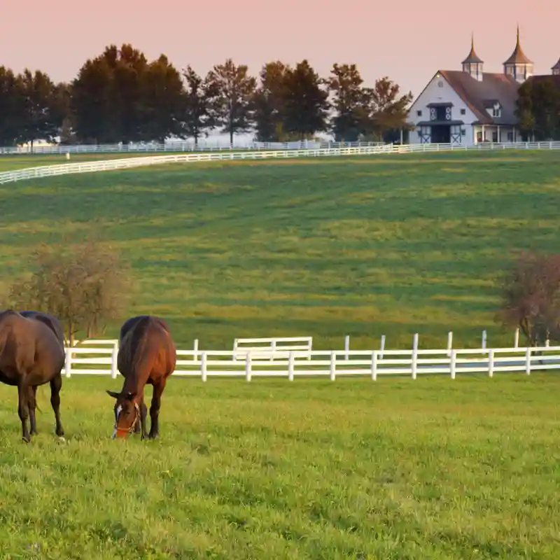 Horse Farm Insurance