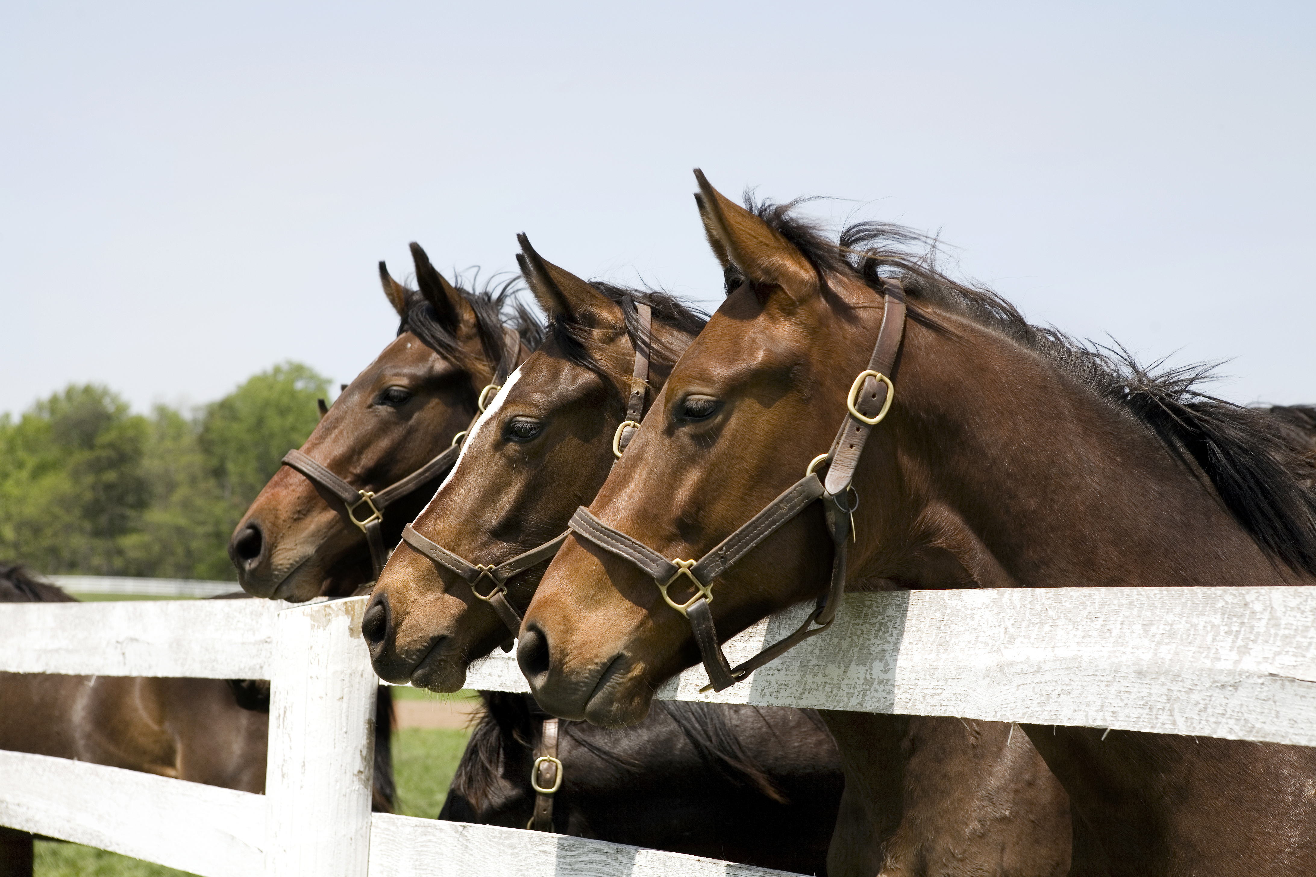 Thoroughbred racehorses at a fence in a pasture