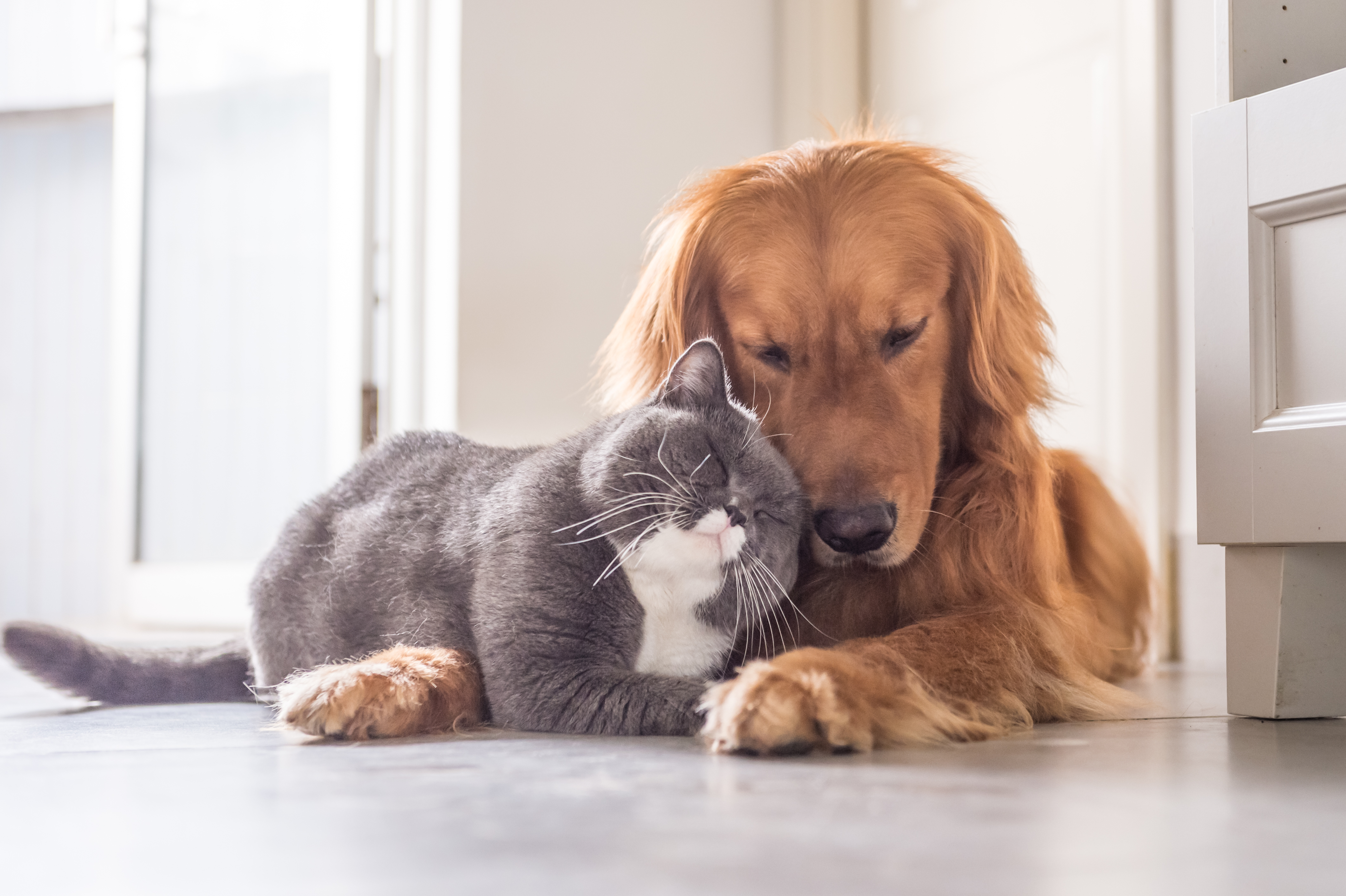 cat and dog laying together in a house