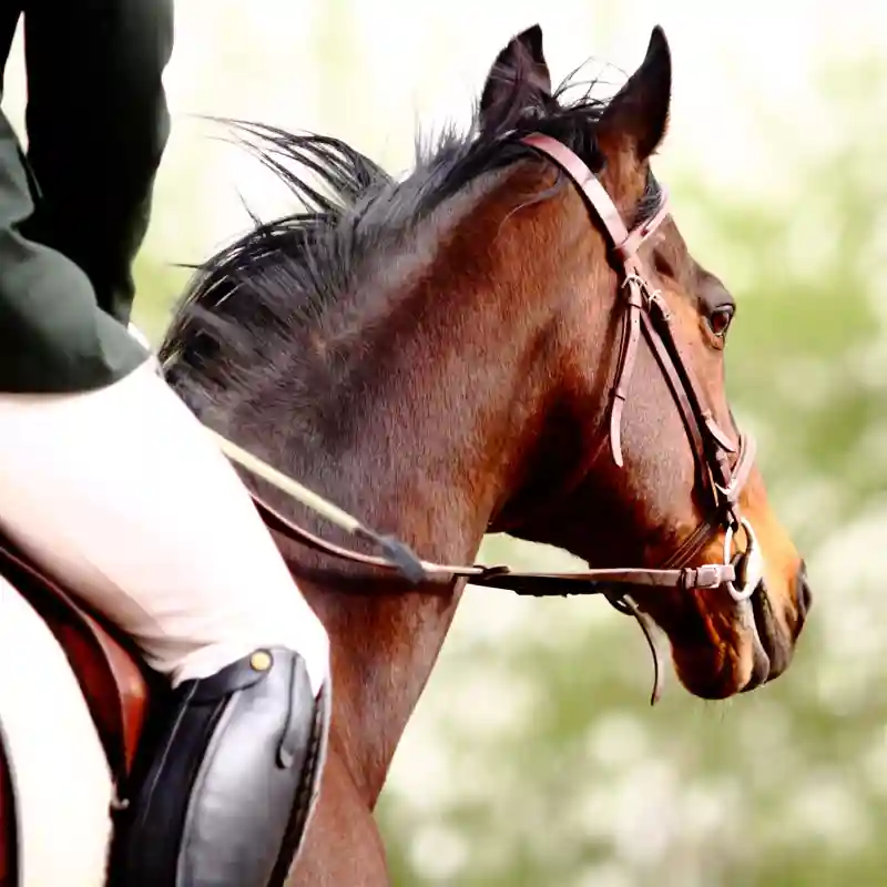 Equestrian Liability
