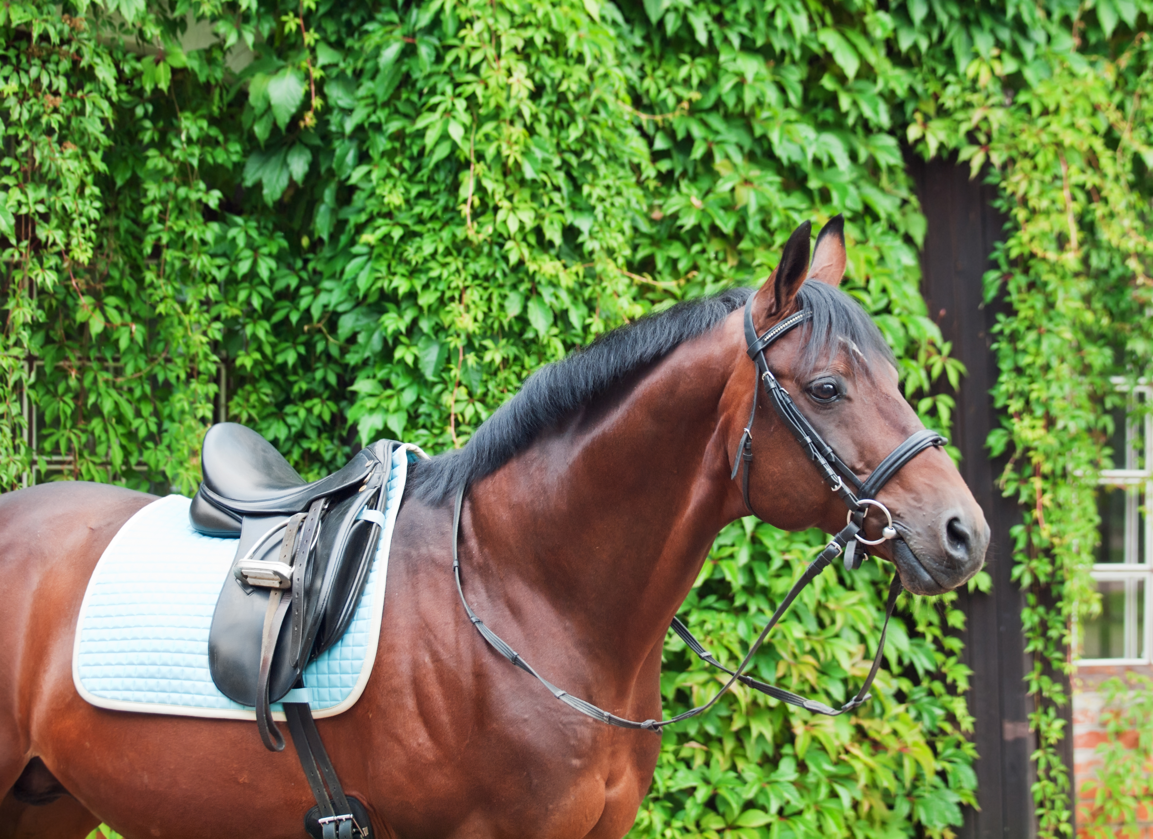 horse standing with ivy in the background