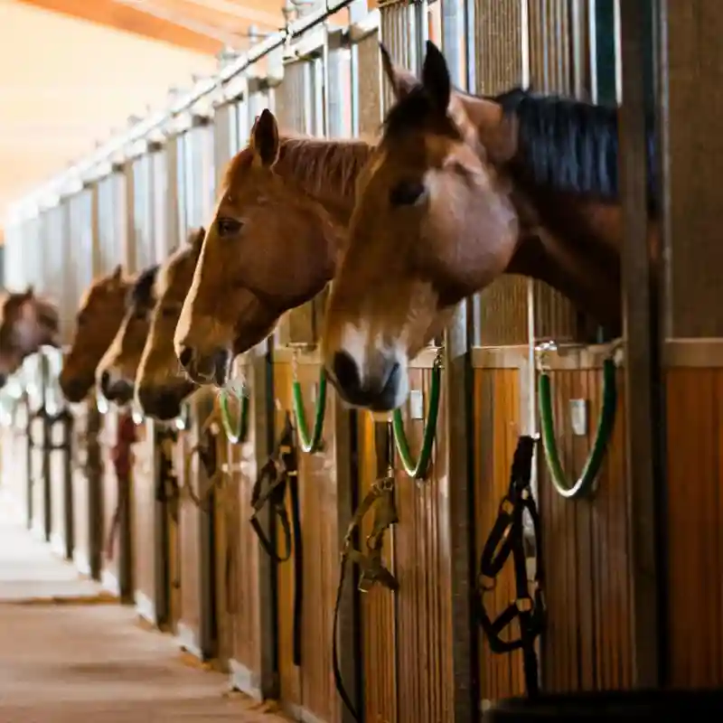 Equestrian Facility