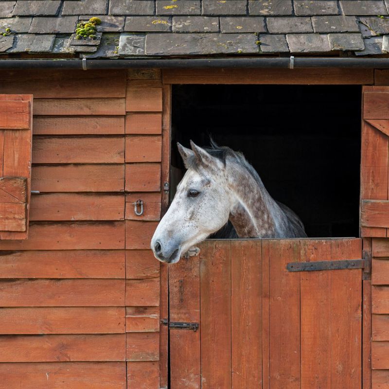Horse Insurance Henry Equestrian Insurance Brokers