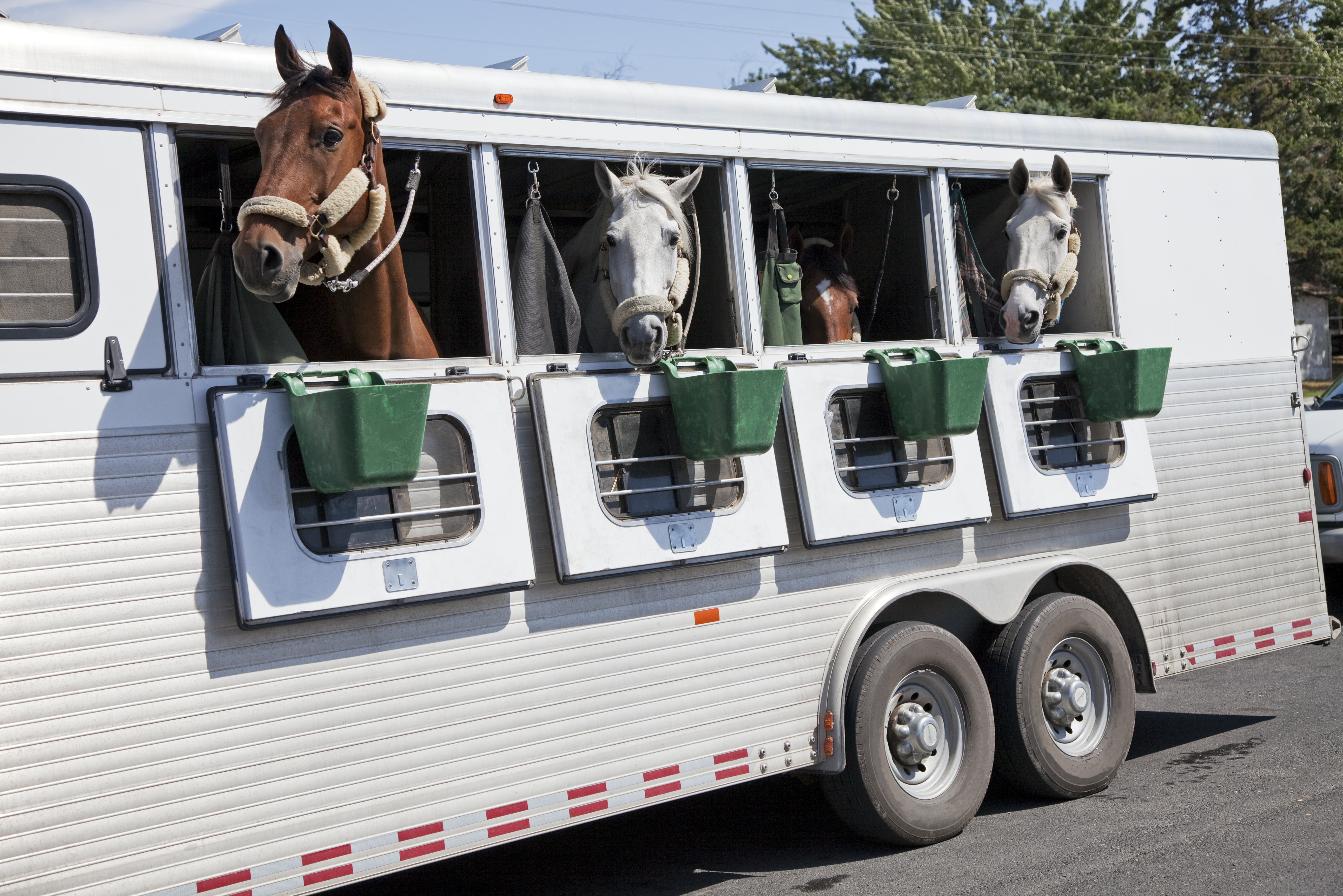 Horses looking out of a white trailer.