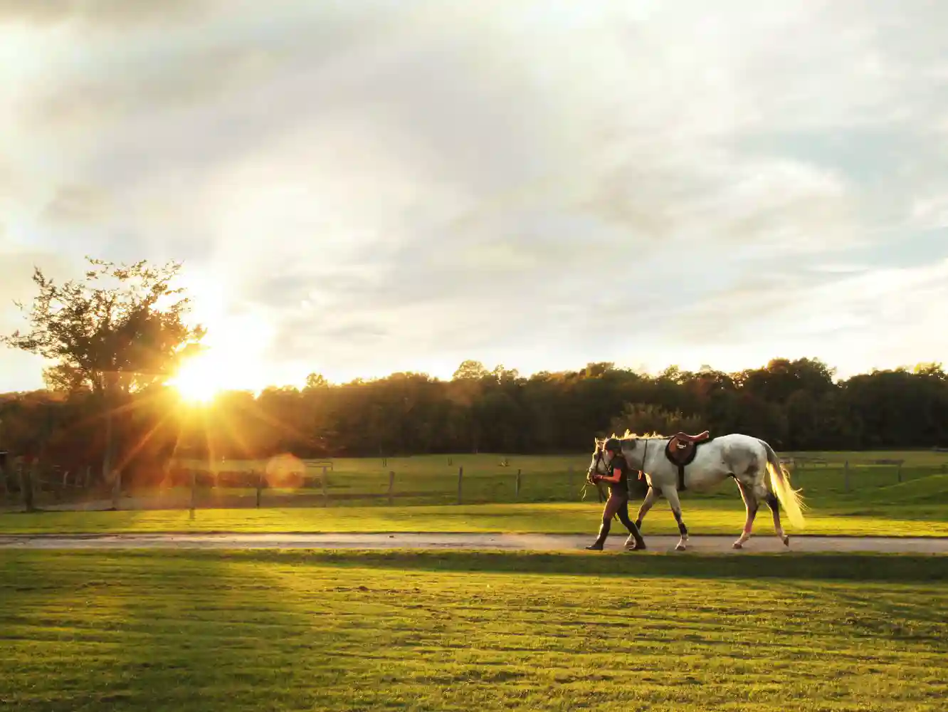 Horse Sales, Leasing and Equine Equipment Insurance