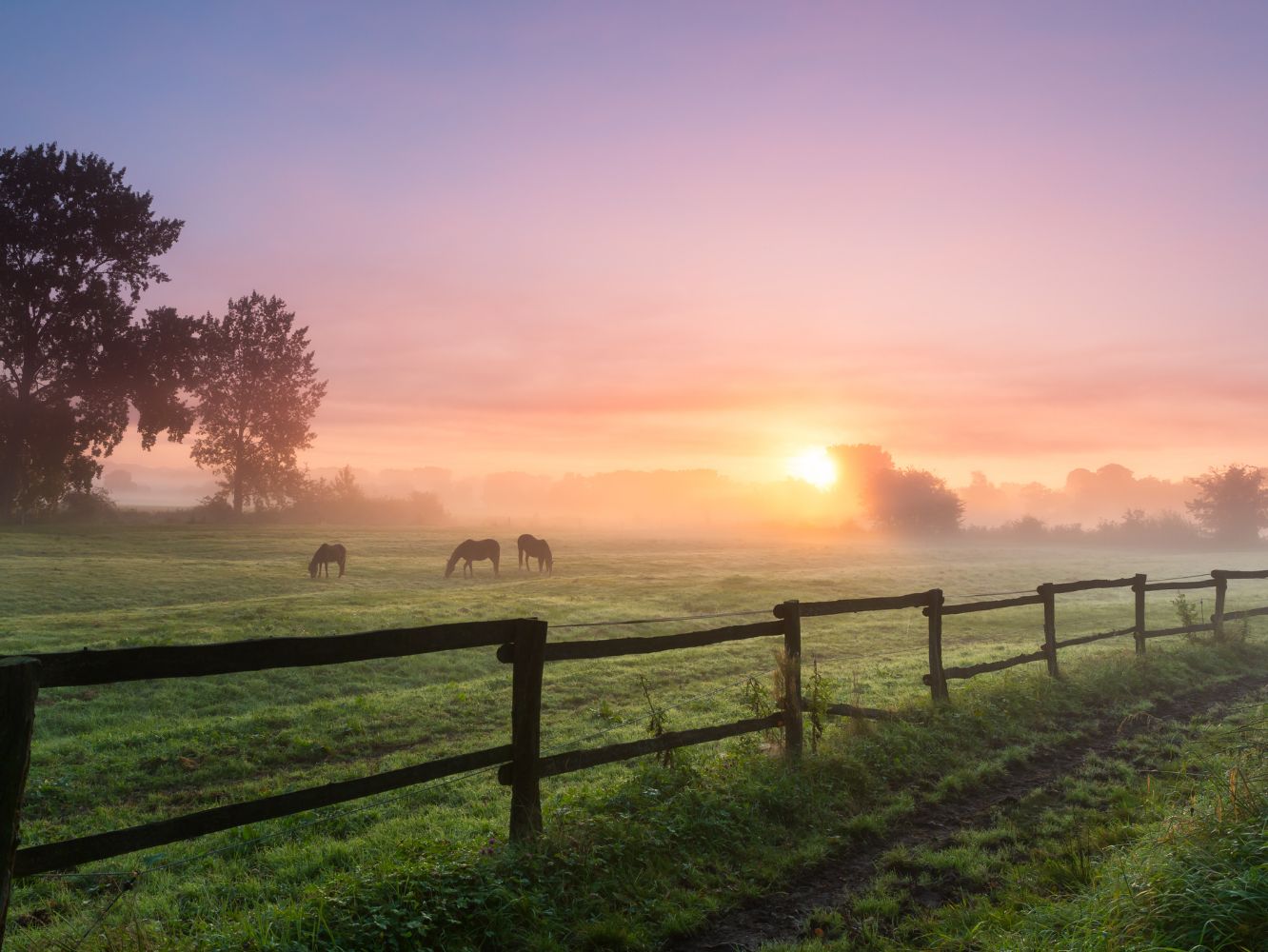 Three horses grazing the grass on a foggy morning.