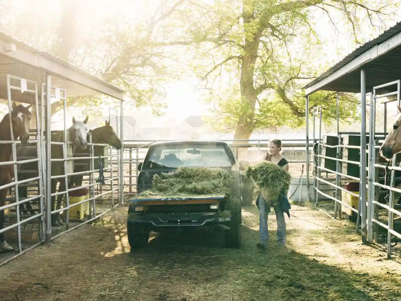 Horse Farm and Ranch Insurance Henry Equestrian