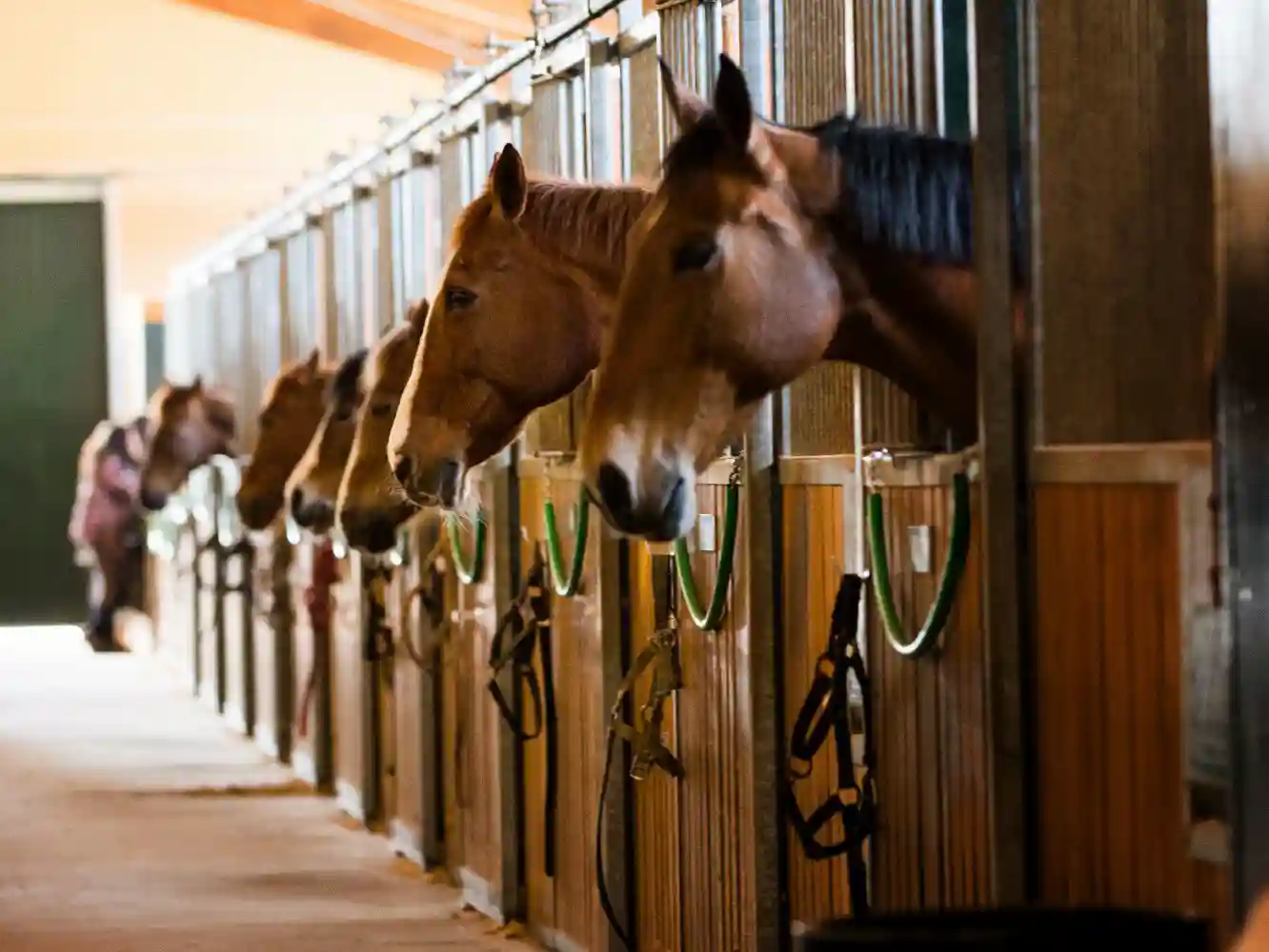 Horse Boarding Insurance Henry Equestrian