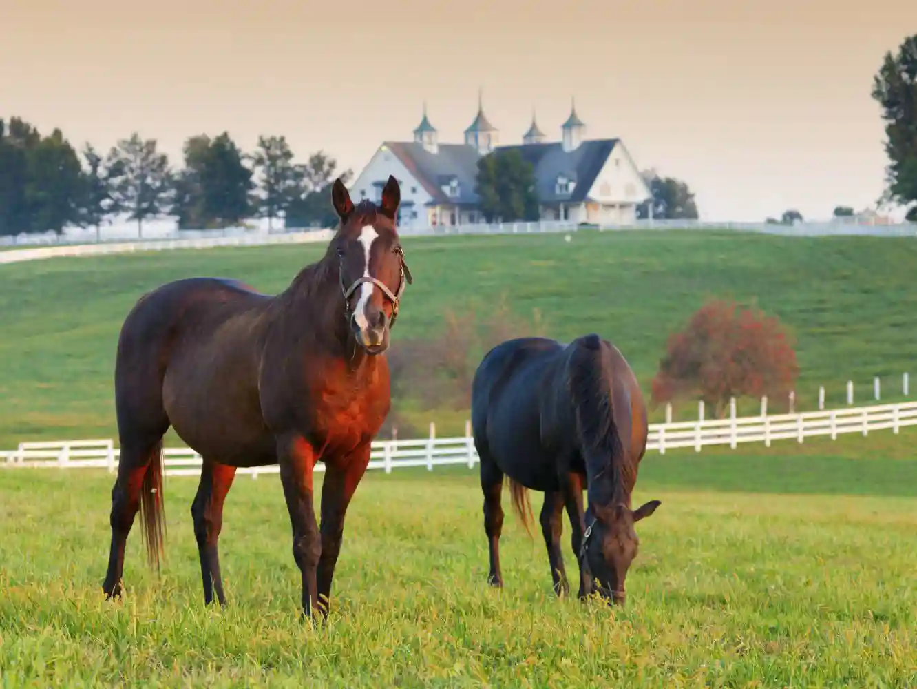 Equestrian Directors and Officers Liability Insurance
