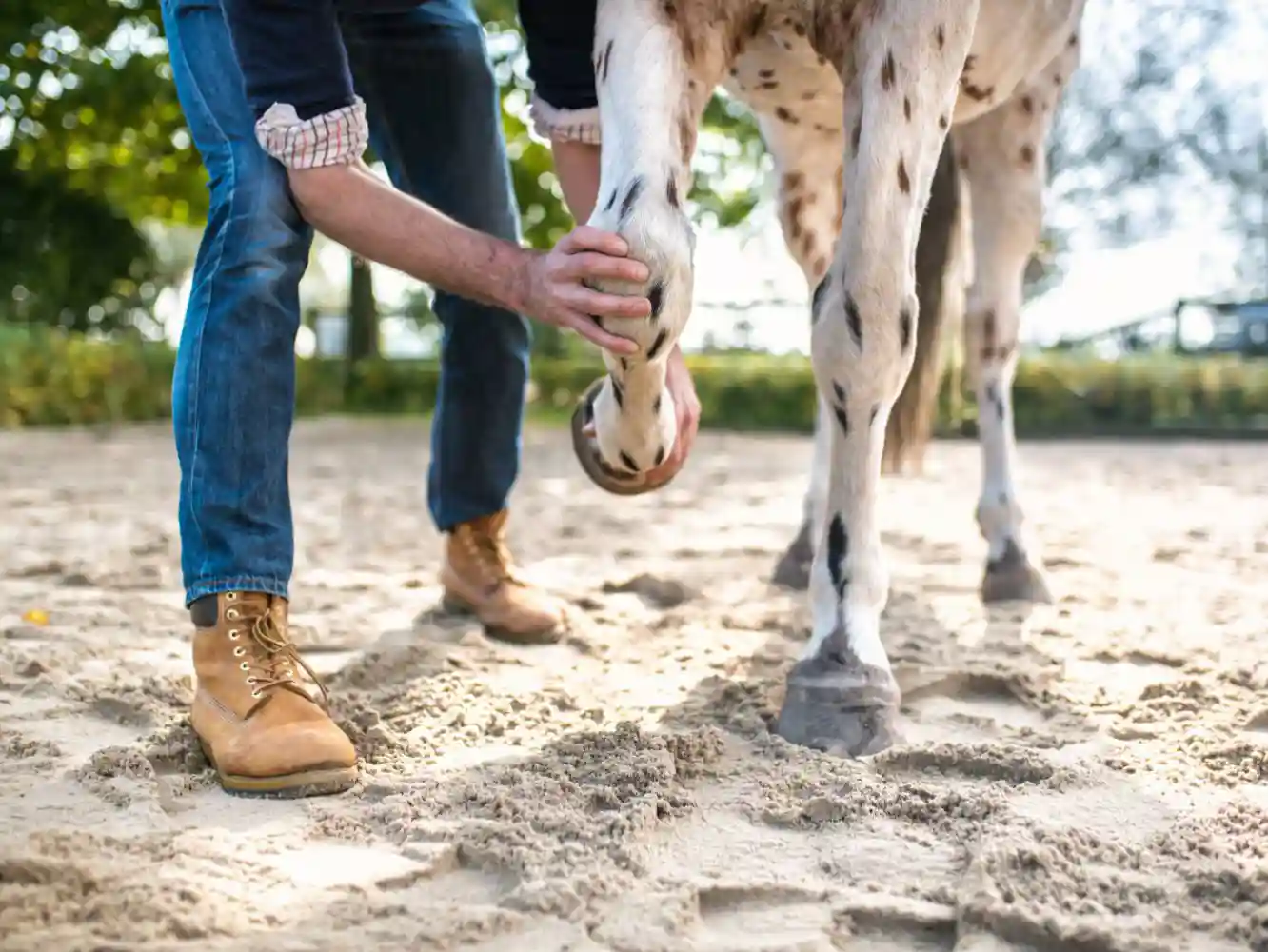 Horse Insurance Claims