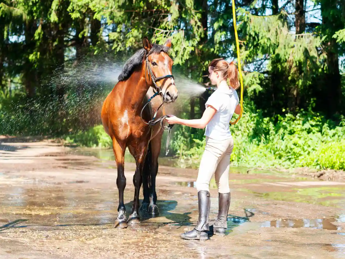 Horse Care, Custody & Control Insurance