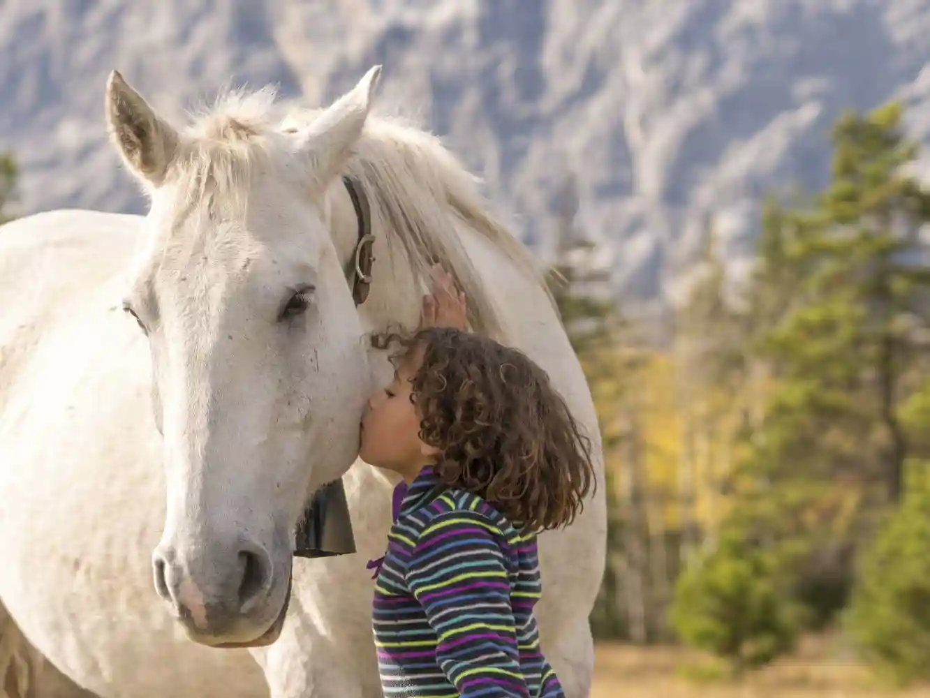What Insurance Do I Need When Buying a Horse?